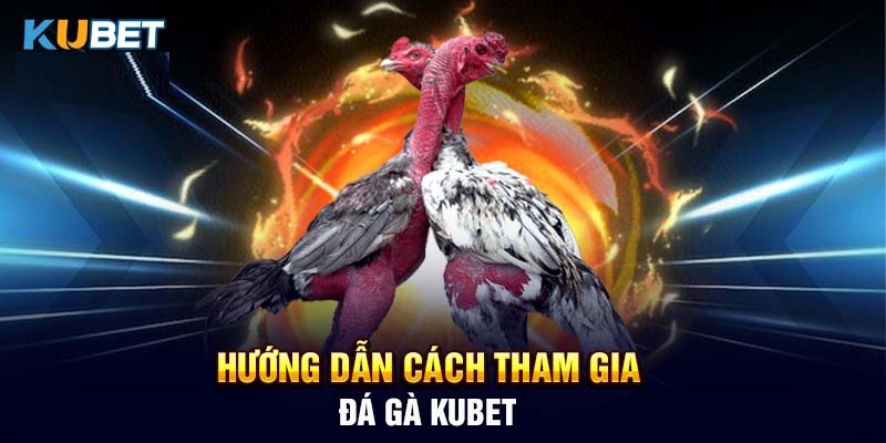 huong-dan-chi-tiet-cach-tham-gia-da-ga-kubet77